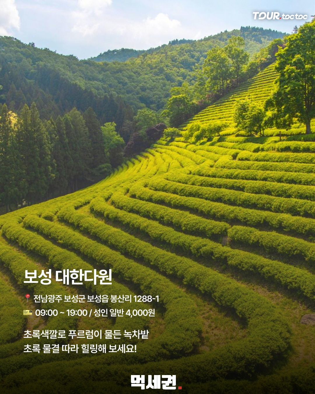 보성 대한다원 녹차밭 1