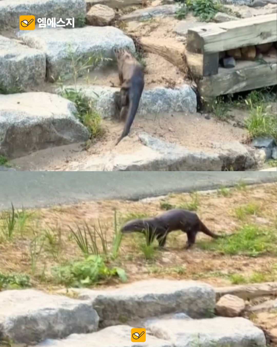온천천에서 촬영된 수달 영상 캡처. 원본 해상도에 따른 화질 한계가 있다.