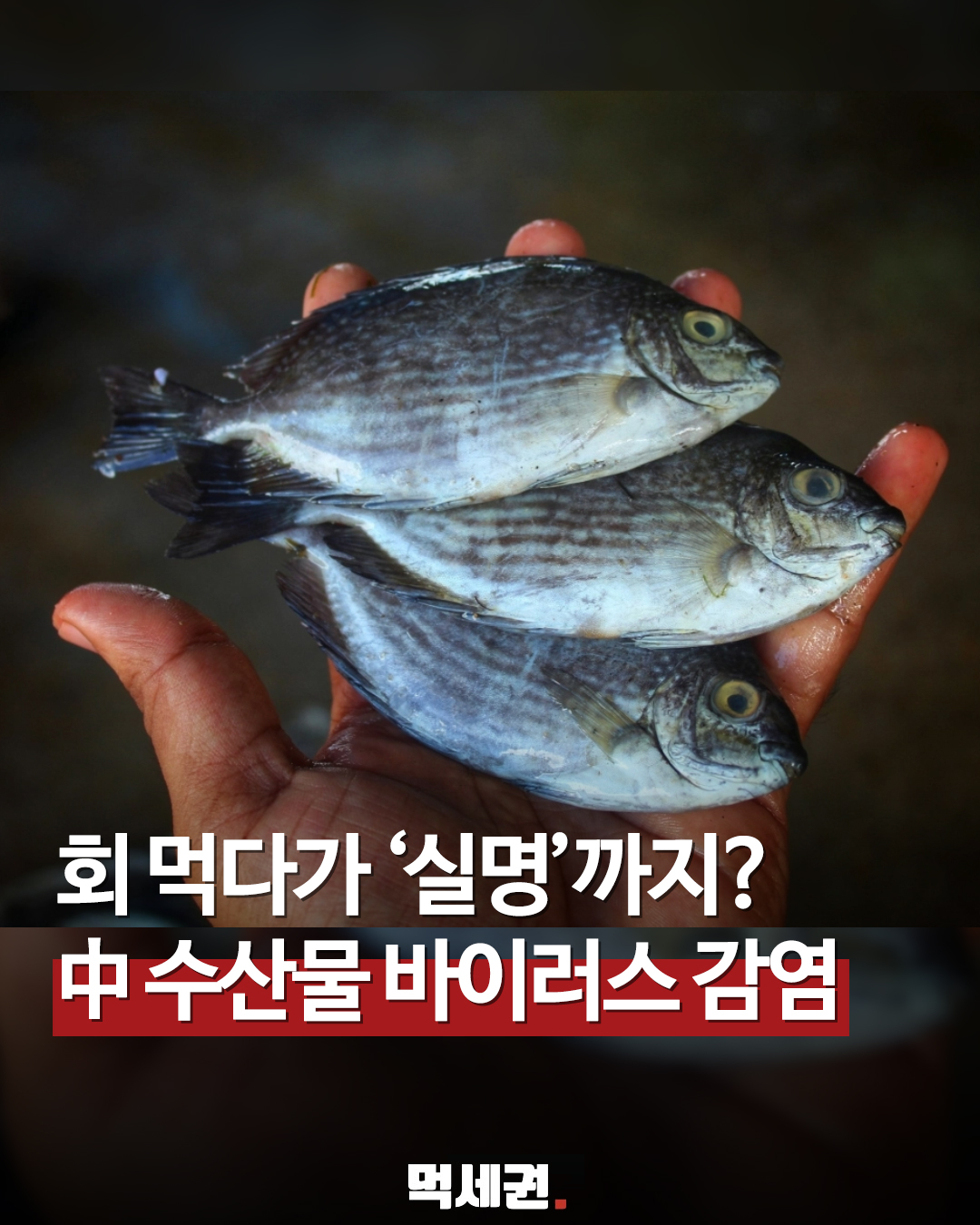 회먹다가 실명까지? 중국 수산물 바이러스 주의, 감염 경로, 증상 및 예방법