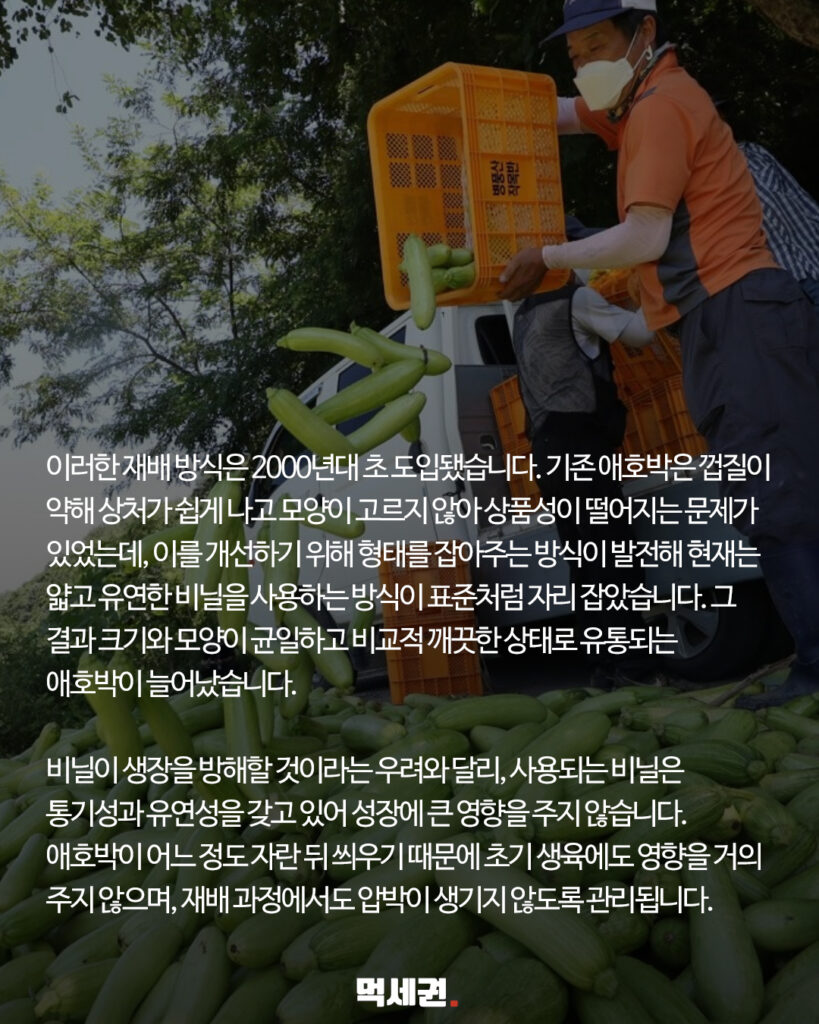 205 애호박비닐 3