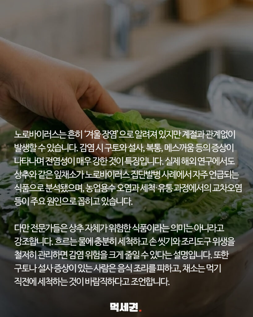 고기 먹을 때 필수인데… 상추가 '노로바이러스' 고위험 식품인 이유 4 262 상추장염 3
