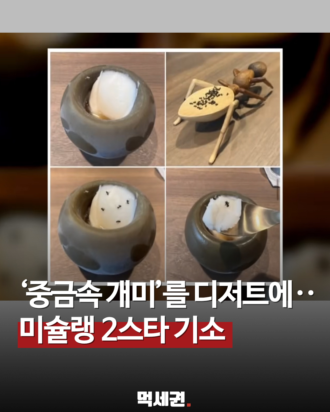 강남 파인다이닝의 배신… 국내 식용 불가능한 개미로 1억 수익 올렸다