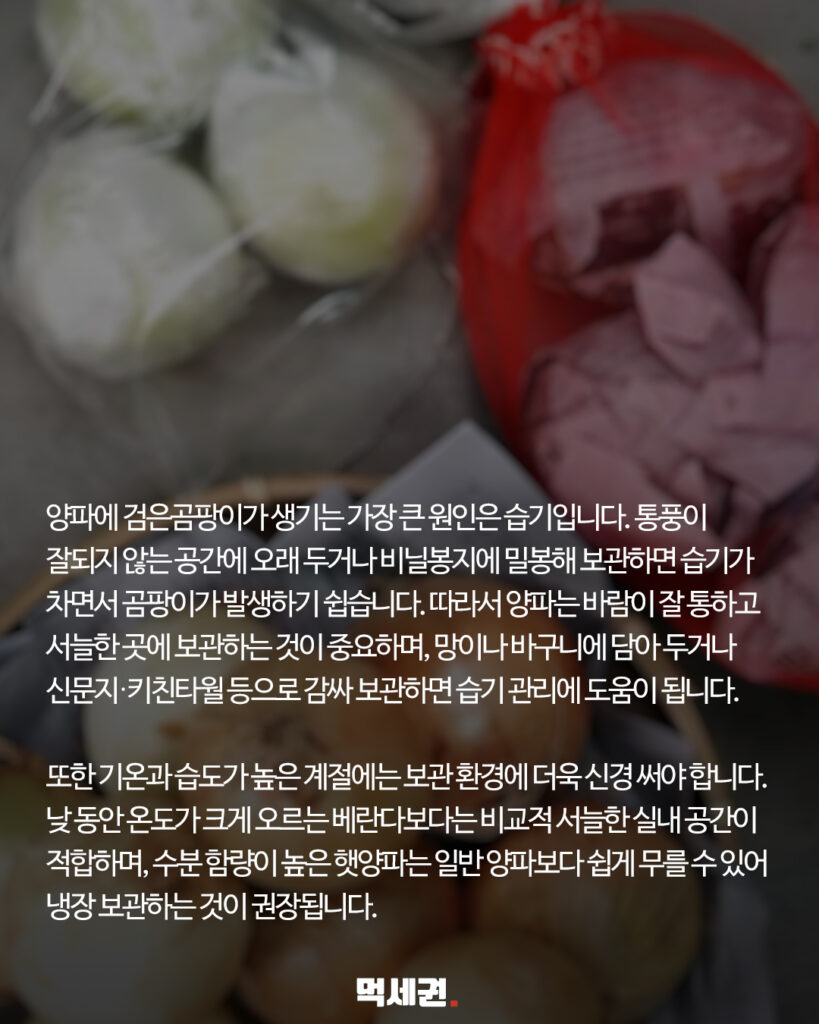 흙먼지인 줄 알았는데 곰팡이? 양파 깔 때 꼭 확인해야 하는 부분 4 321 양파검은가루 3