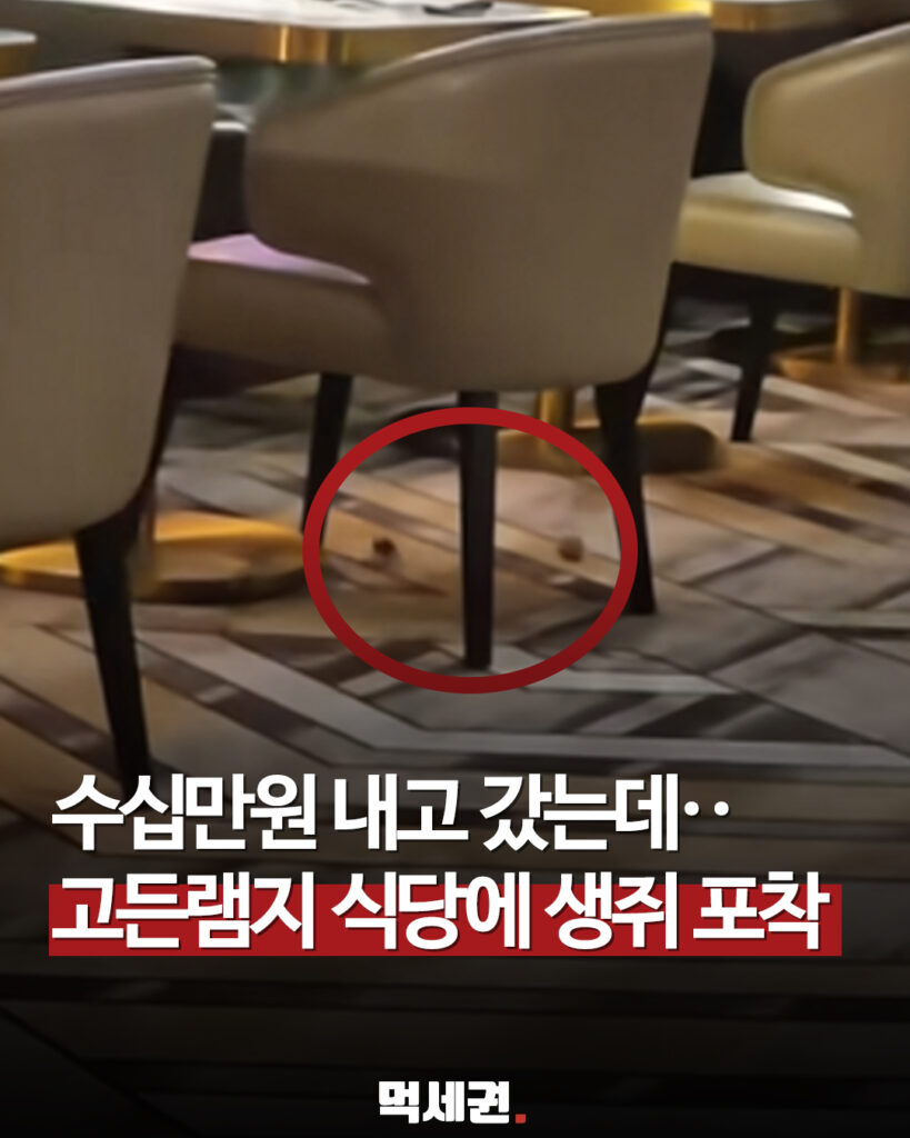 359 고든램지생쥐 1