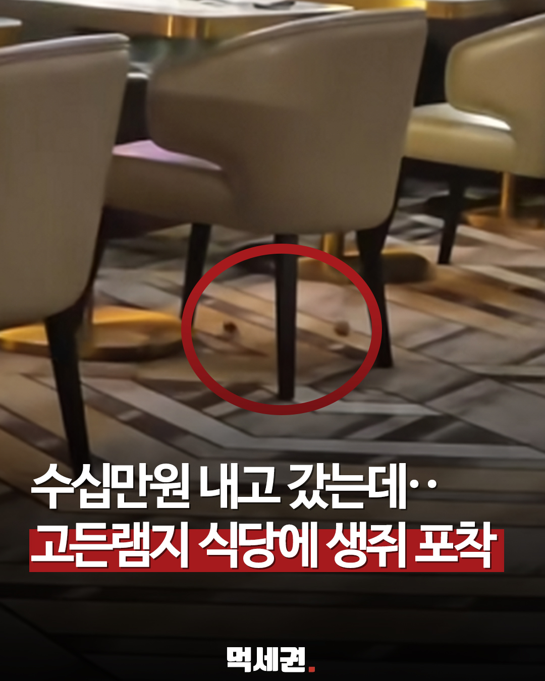 6월 SNS 강타한 위생 스캔들, 고든 램지 레스토랑 생쥐 소동 전말
