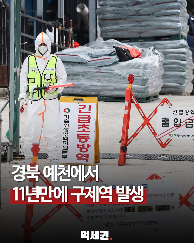 11년 만에 나타난 구제역 바이러스, 인접 6개 시·군 묶였다, 경북 예천 구제역 발생, 방역망 비상 2 471 경북구제역