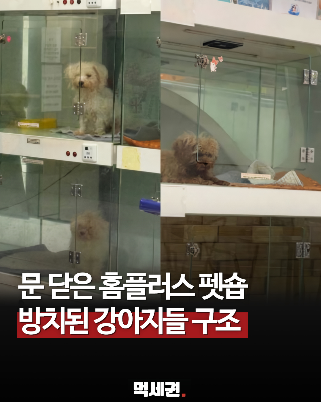 '물도 못 먹고 방치?'… 홈플러스 애완동물 매장 논란, 확인해 보니 달랐던 진실, 업주 해명, 가짜뉴스