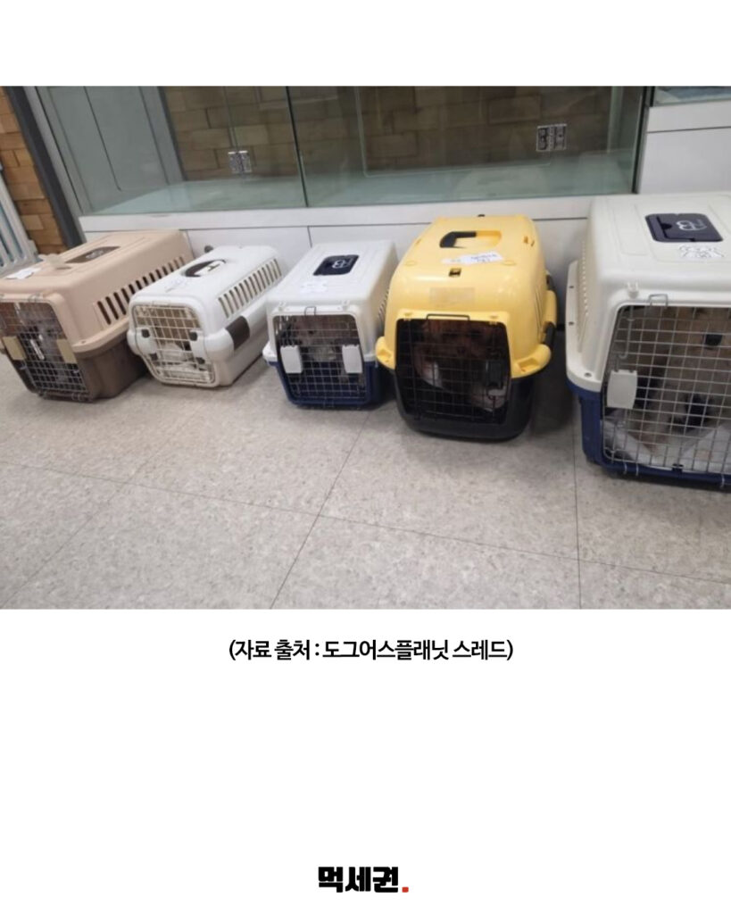 '물도 못 먹고 방치?'… 홈플러스 애완동물 매장 논란, 확인해 보니 달랐던 진실, 업주 해명, 가짜뉴스 3 532 홈플러스펫숍 2