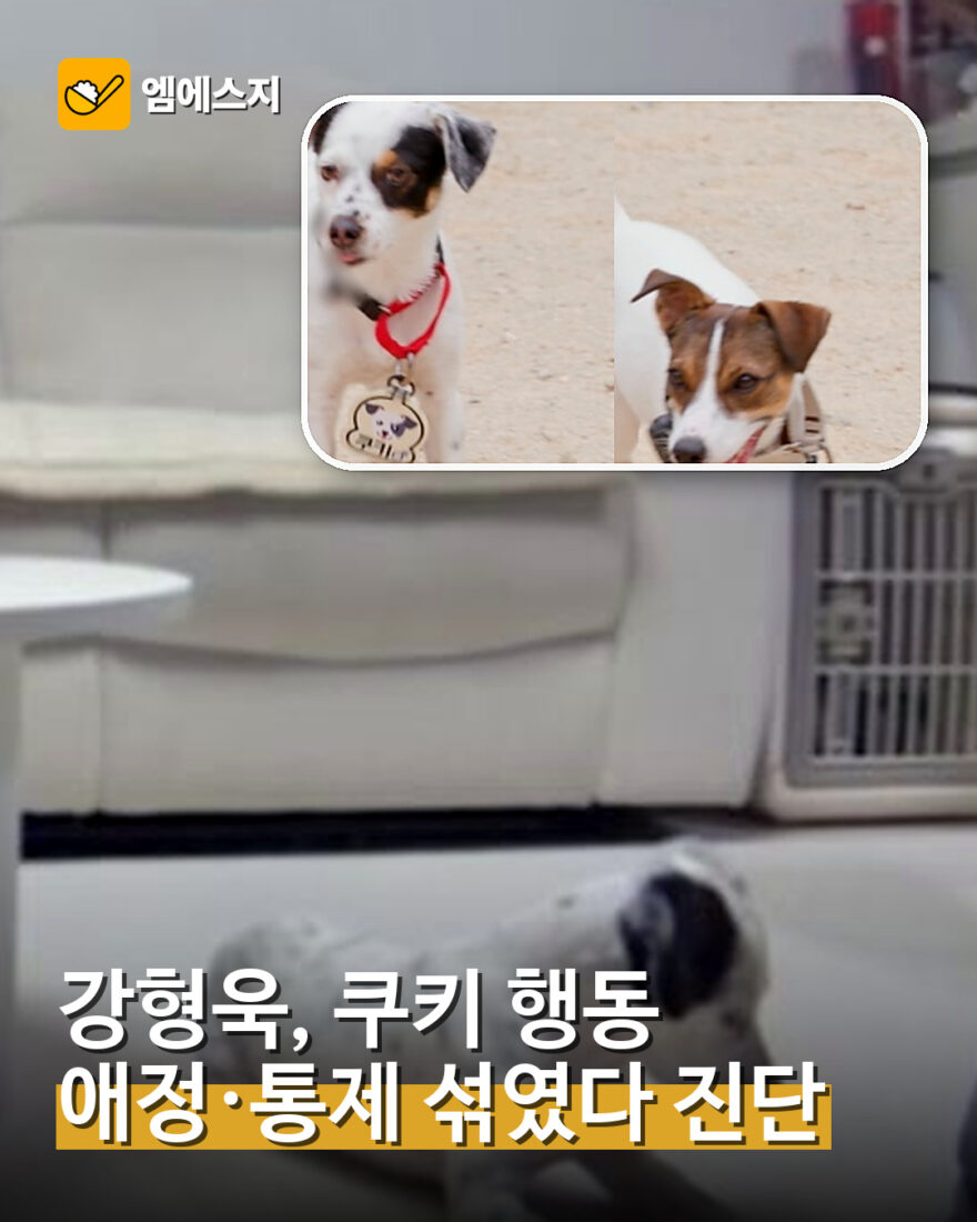 001 강형욱 쿠키 행동 애정과 통제 진단