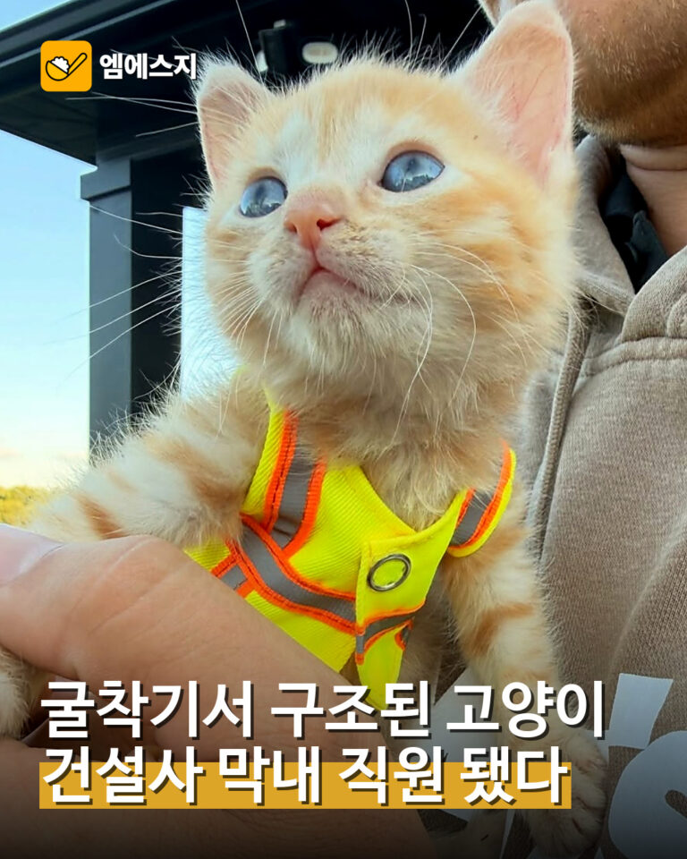 001 굴착기서 구조된 고양이 건설사 직원