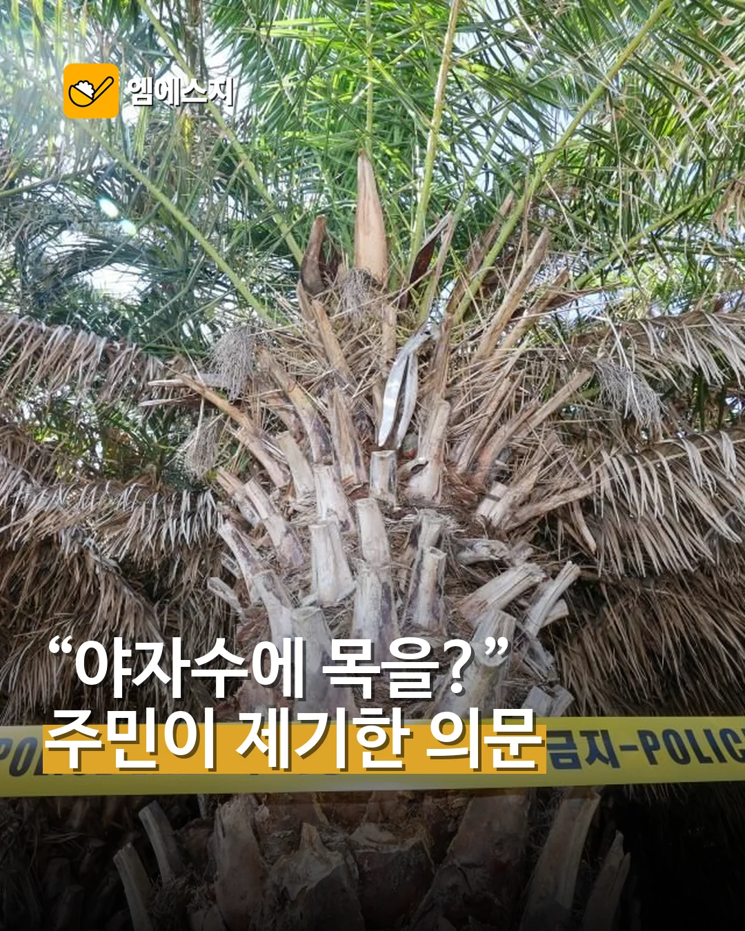 “야자수에 목을?” 장미란 씨 발견 현장 두고 주민이 제기한 의문