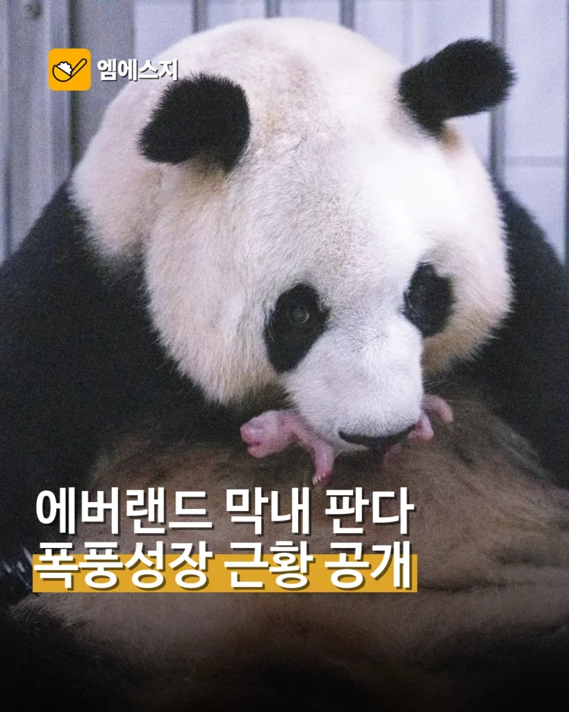 에버랜드 막내 아기 판다 폭풍성장…아이바오 품속 근황 공개