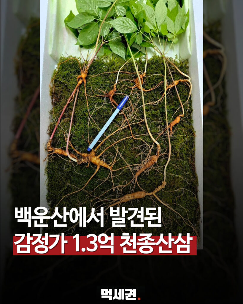 전남 광양 백운산서 80년근 추정 천종산삼 가족군 9뿌리 채취 2 625 백운산산삼