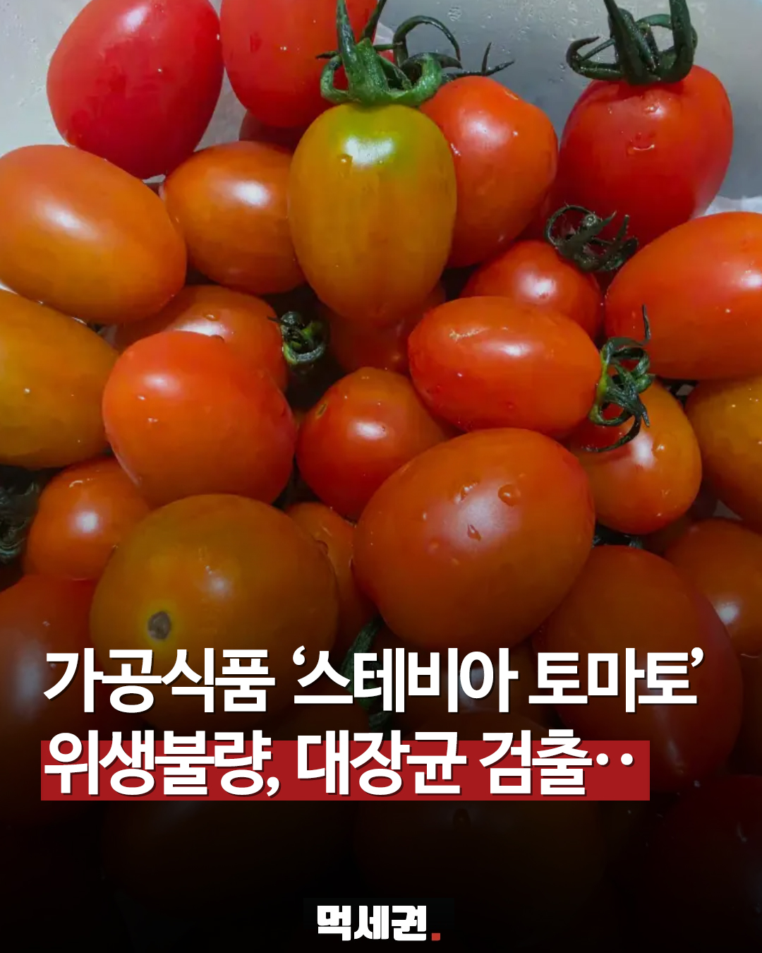 일반 농산물 아니라 가공식품이었다…8억 원대 턴 스테비아 토마토의 실체