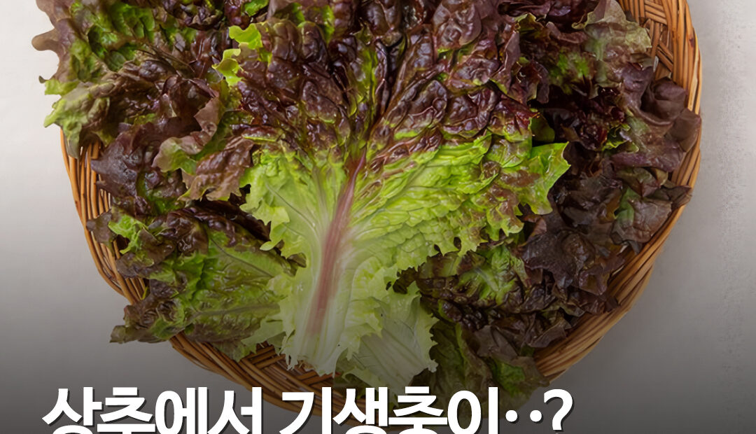 미국서 ‘상추 기생충’ 9481명 감염…2600만 가구 샐러드 구매 끊었다