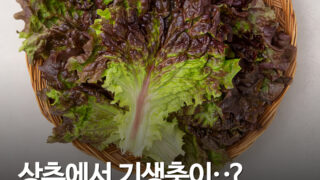 미국서 ‘상추 기생충’ 9481명 감염…2600만 가구 샐러드 구매 끊었다