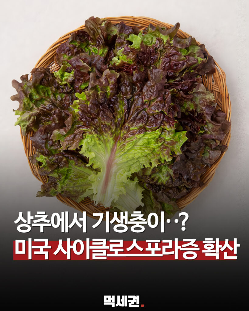 미국서 ‘상추 기생충’ 9481명 감염…2600만 가구 샐러드 구매 끊었다 2 665 상추기생충