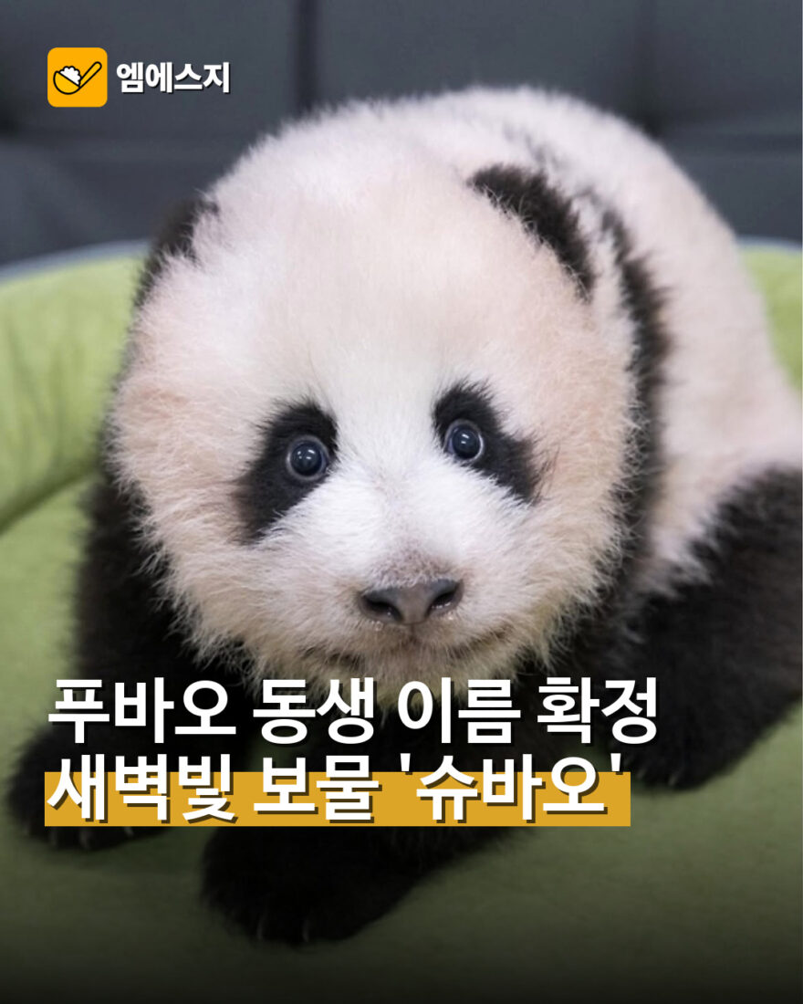 푸바오 동생 아기 판다 슈바오