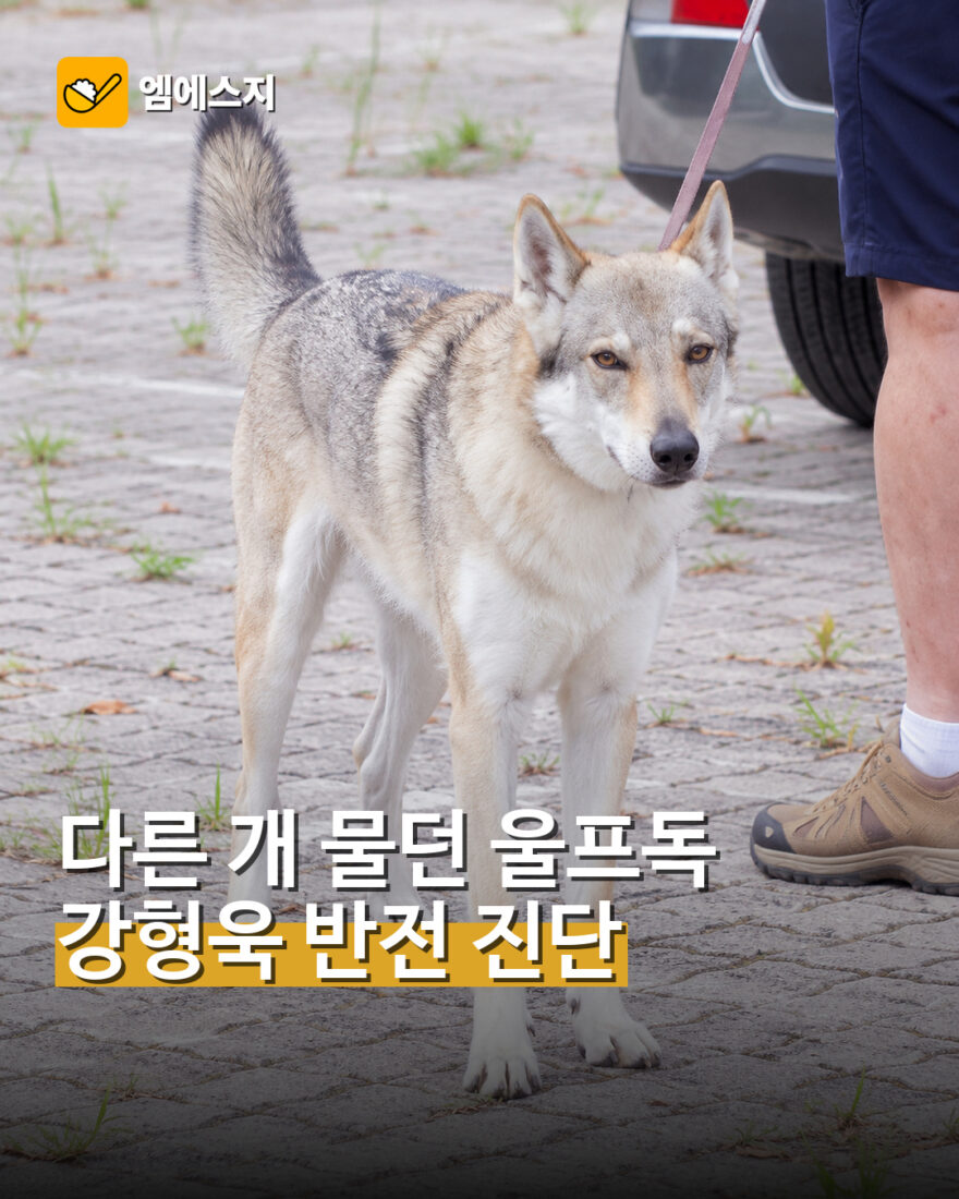 강형욱 울프독 반전 진단