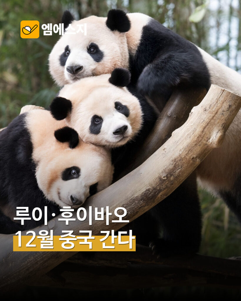 001 루이 후이바오 12월 중국 이동 1