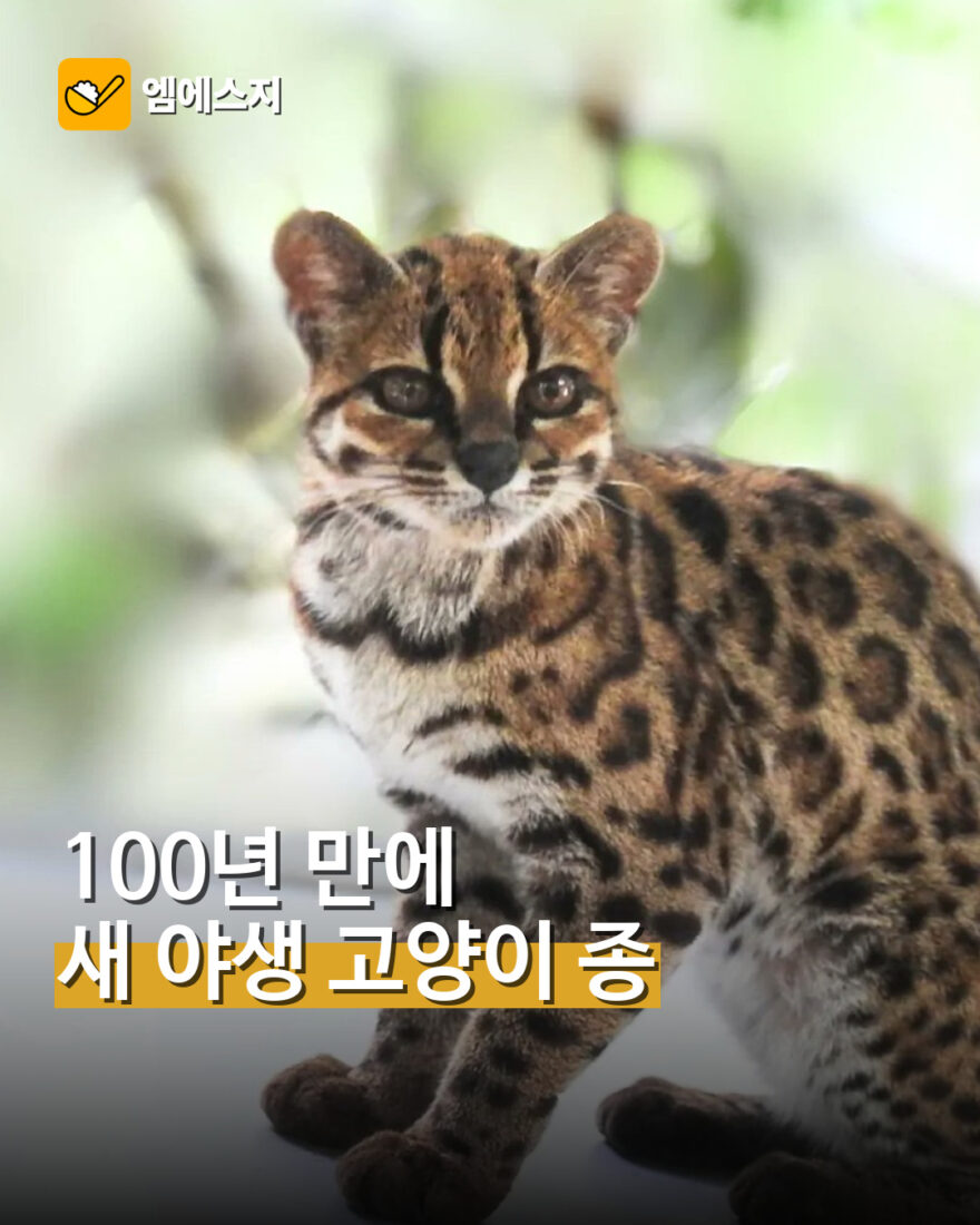 볼리비아 신종 야생 고양이 틸카요의 모습