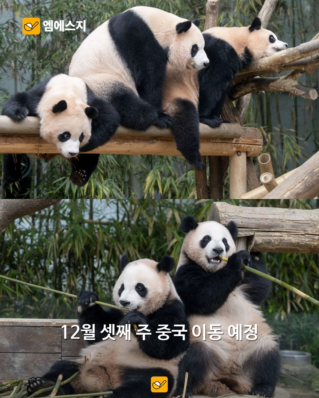 루이바오·후이바오와 아이바오 자료사진