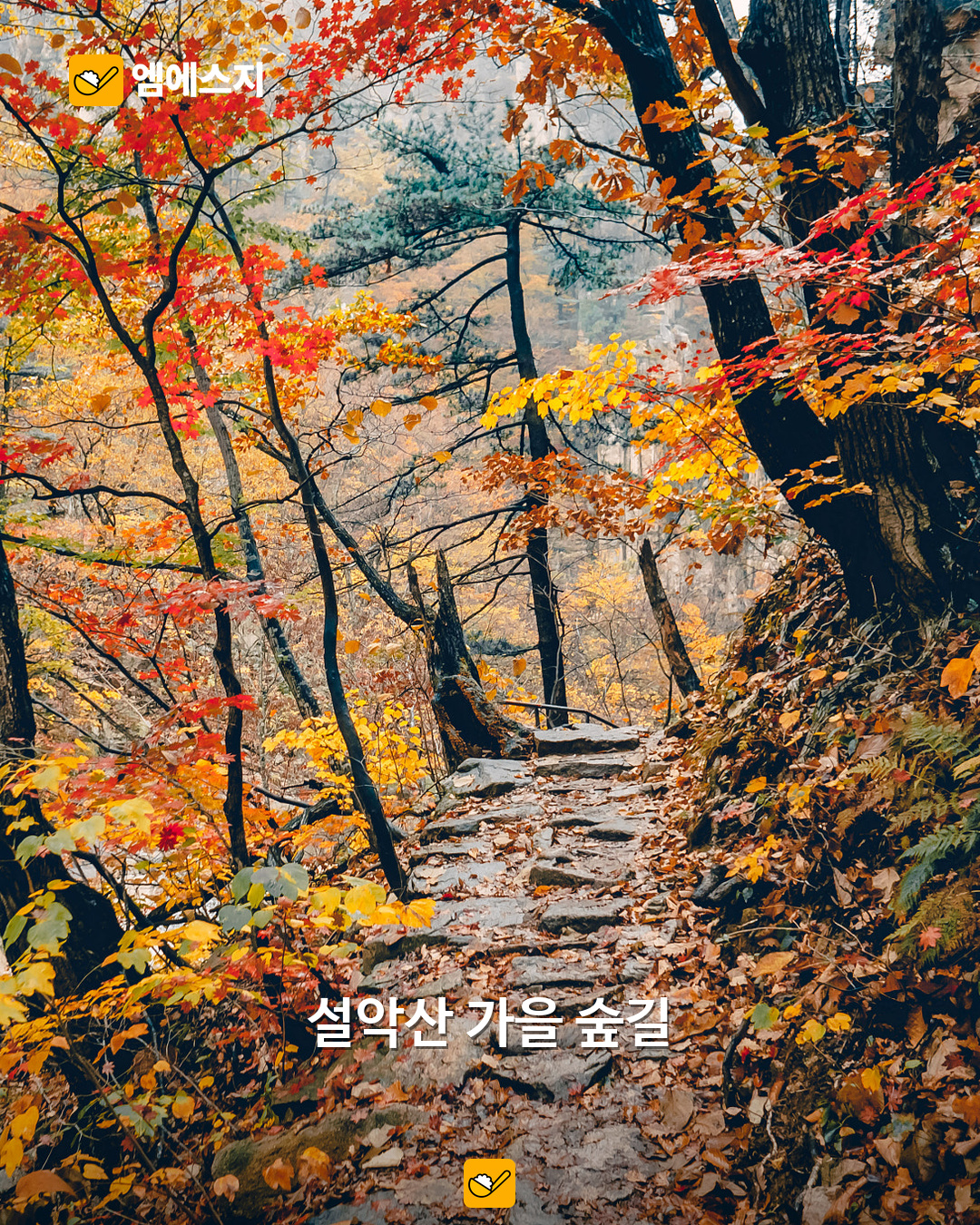 설악산 가을 숲길 자료사진, 2016년