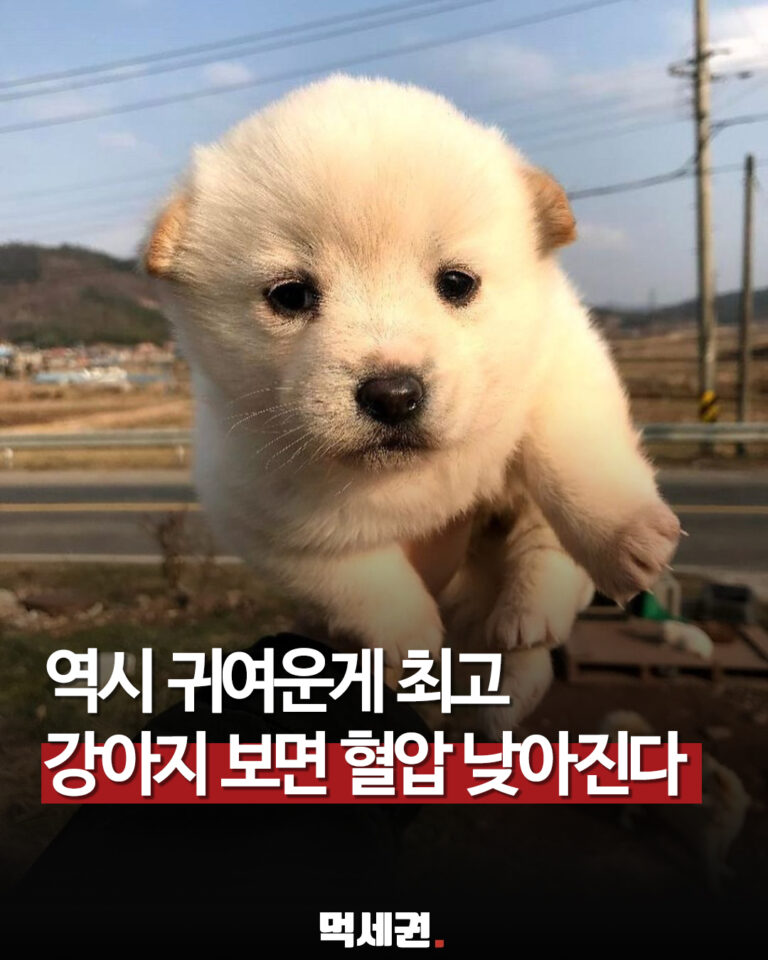 귀여운 강아지만 봐도 혈압이 낮아진다?…연구가 주목한 반려동물 효과 관련 이미지 1