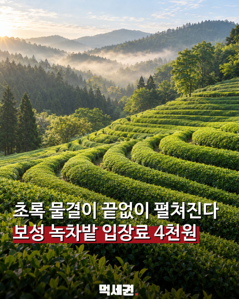 910 보성대한다원녹차밭 1 1