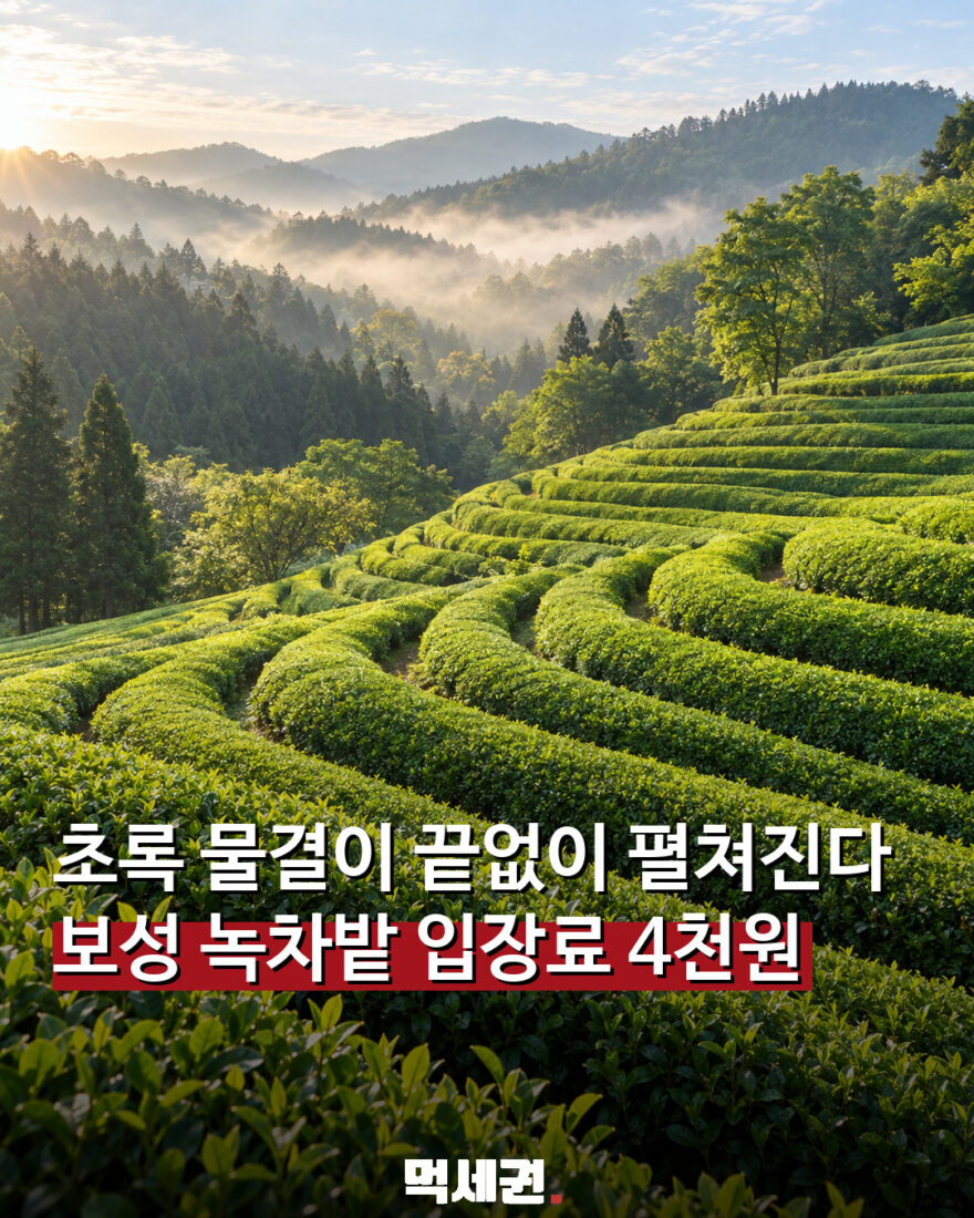 910 보성대한다원녹차밭 1 1