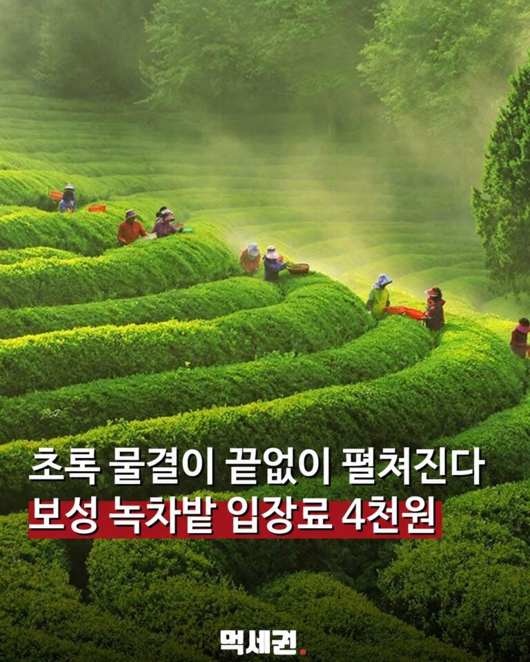 전남 보성 대한다원 녹차밭 풍경