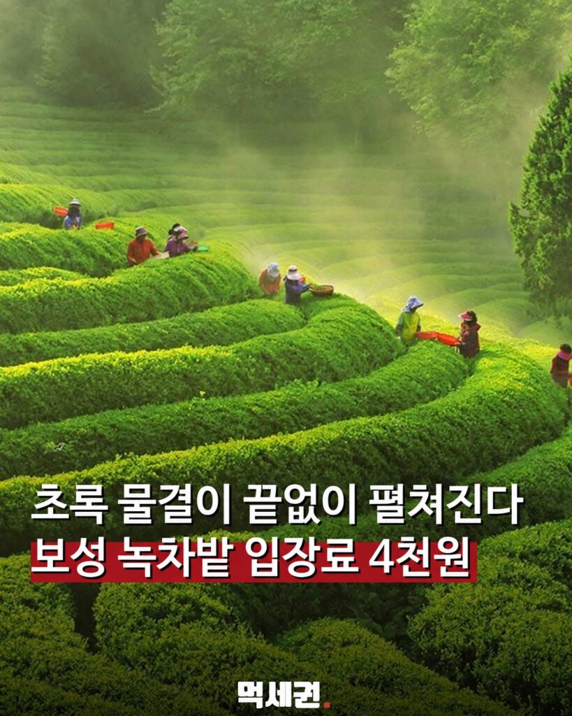 전남 보성 대한다원 녹차밭 풍경