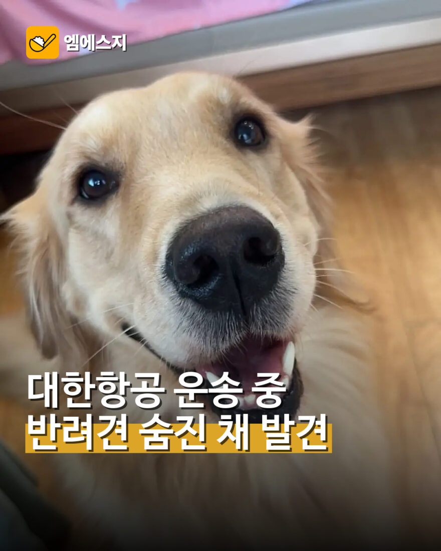 대한항공 운송 반려견, 인천 도착 뒤 숨진 채 발견…견주 “기록 공개해 달라”