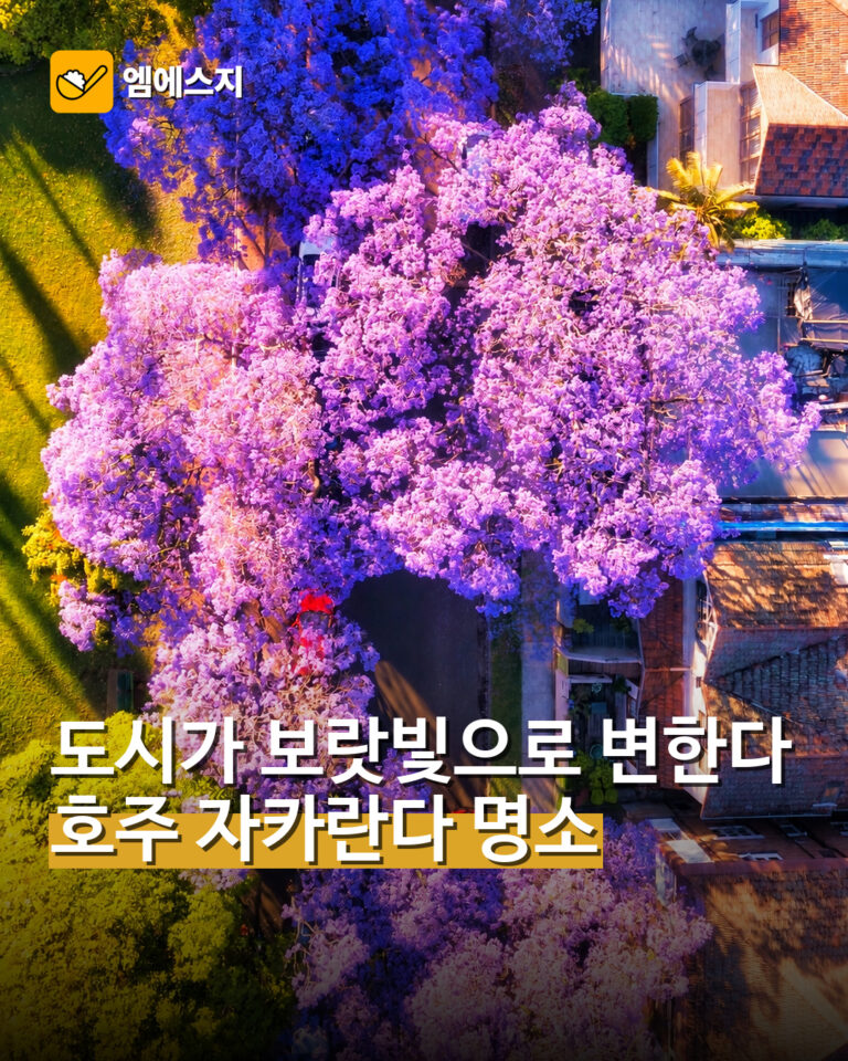 호주 자카란다 명소 8곳