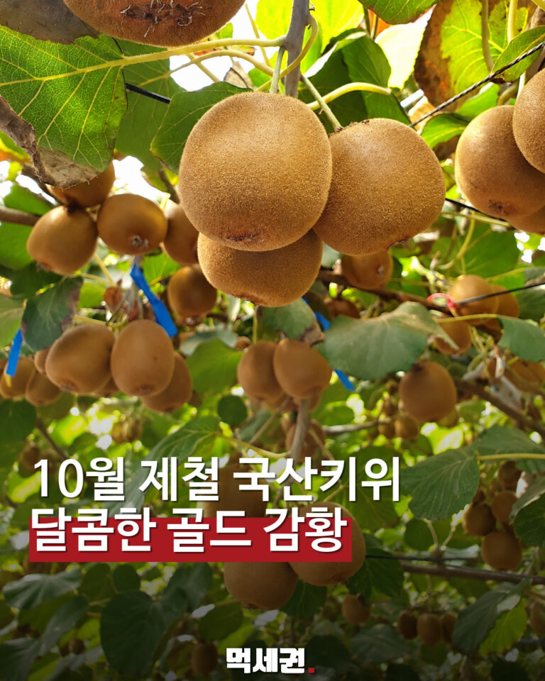 국산 골드키위 감황의 노란 과육과 제주산 키위