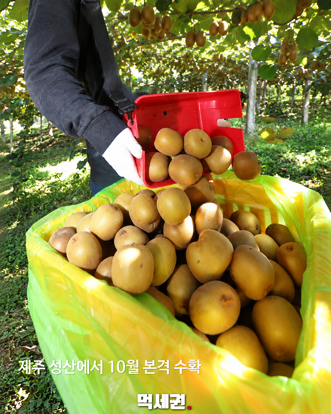 국산 골드키위 ‘감황’ 10월 수확…제주 성산 30농가서 300톤 생산 계획 2 제주 성산에서 수확하는 국산 골드키위 감황