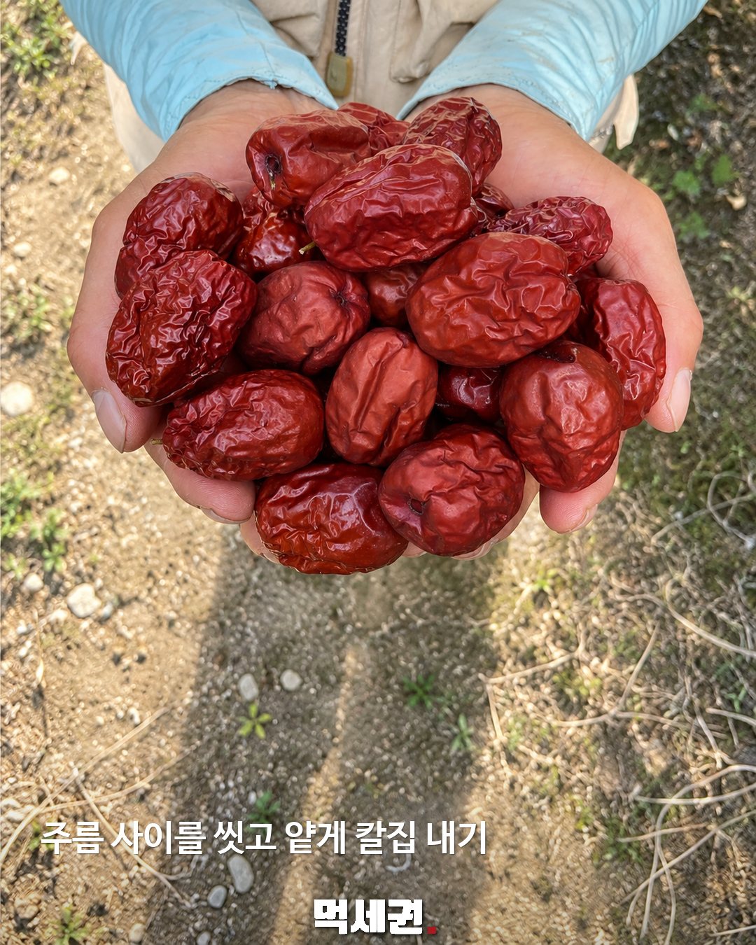 대추차 끓이기 전 주름부터 씻으세요…칼집 내고 우려내는 법 2 주름 사이를 씻고 얕게 칼집 내기