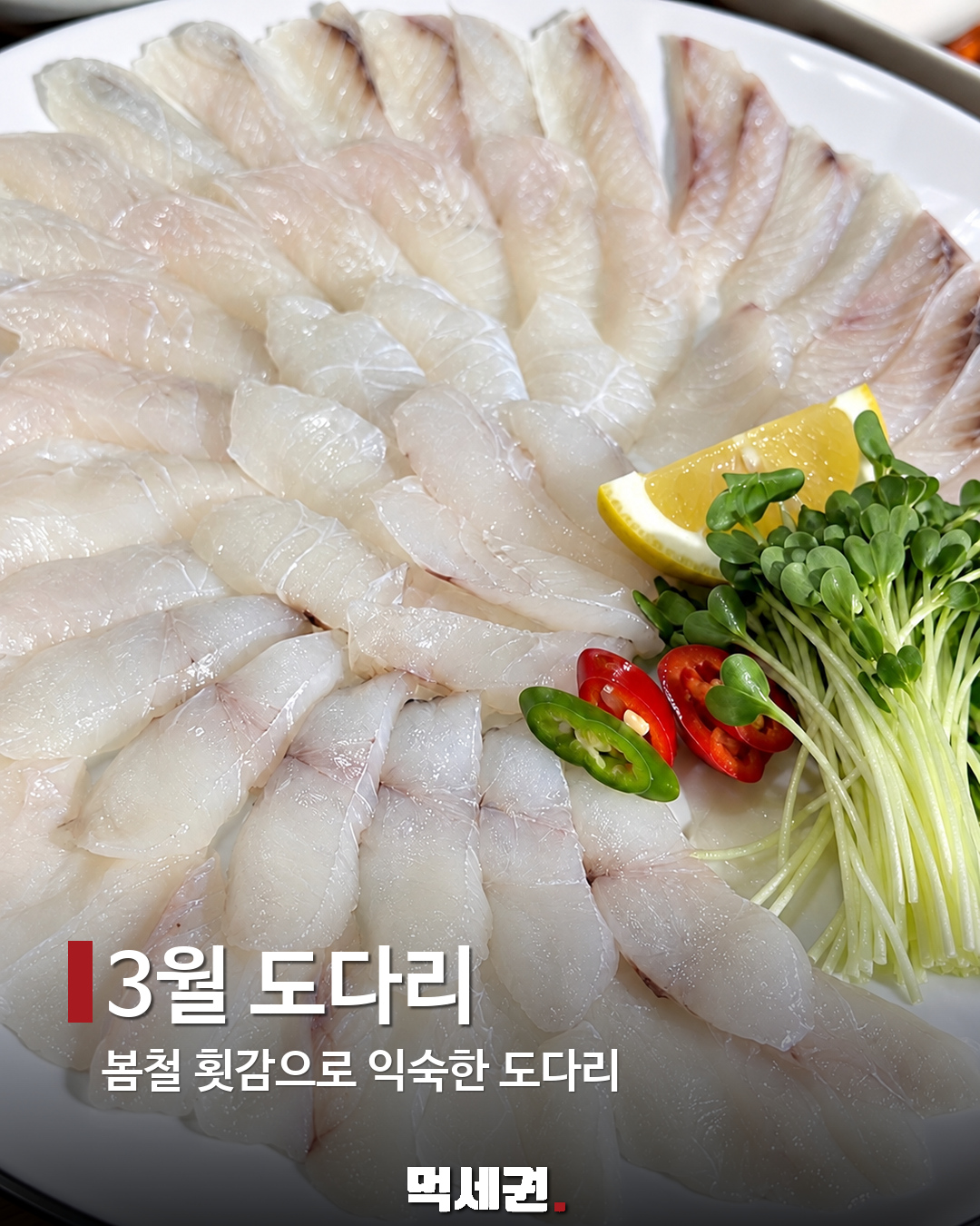 3월 도다리