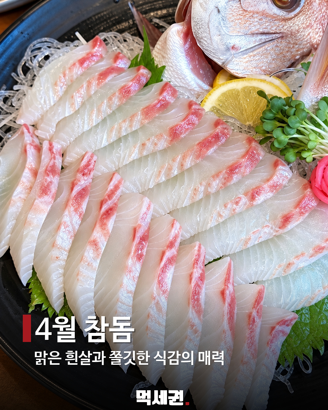 4월 참돔