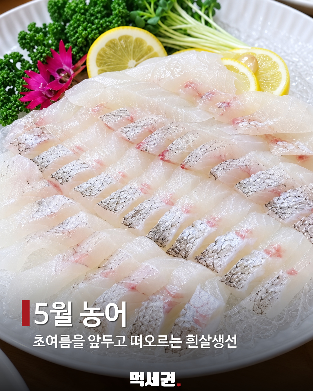 5월 농어