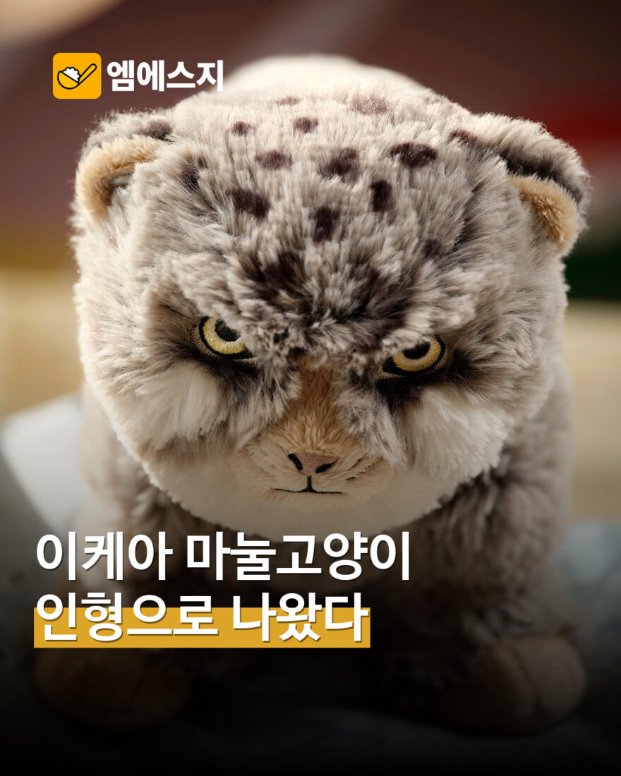 이케아 ALPTALL 마눌고양이 인형 MSG뉴스 표지