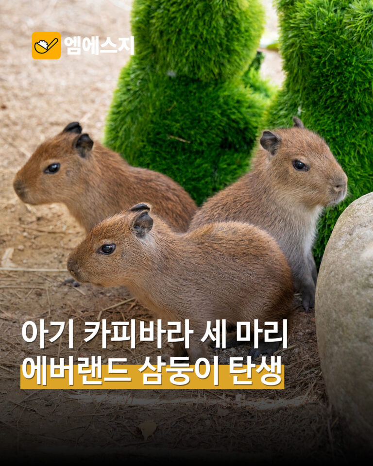 에버랜드 카피바라 삼둥이 탄생…엄마 곁에서 지내는 아기 세 마리 공개 MSG뉴스 표지