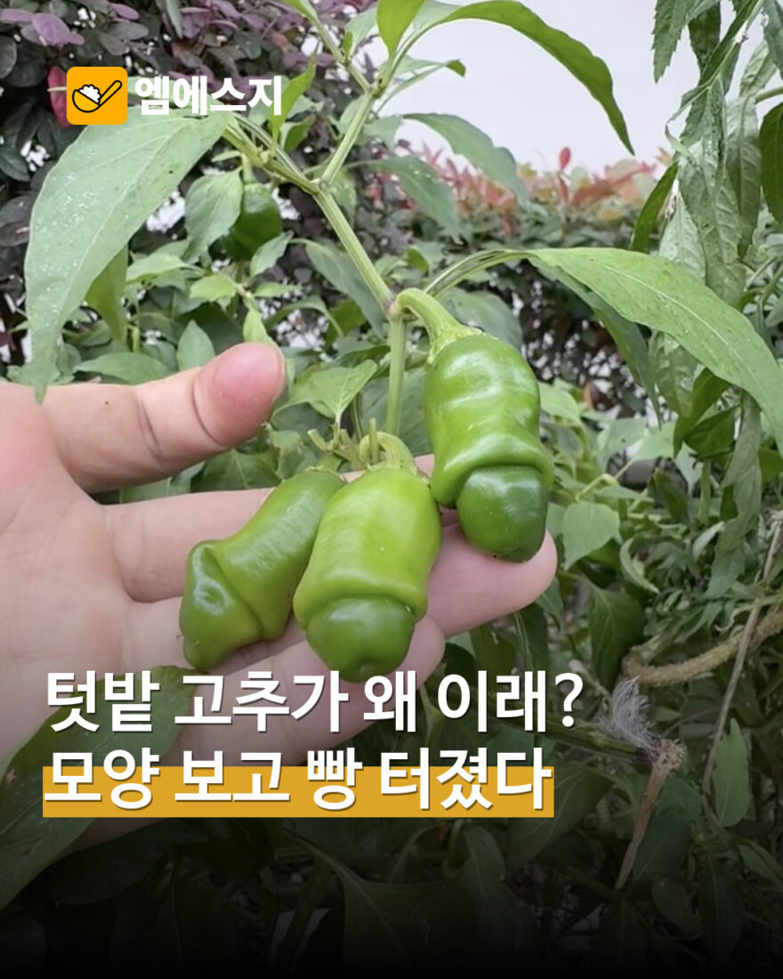 “텃밭 고추가 왜 이래?”…독특한 열매 모양이 전한 소소한 웃음 표지