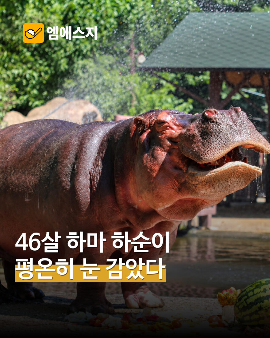 서울대공원 하마 하순이, 46세로 떠나…오랜 시간 함께한 동물에 추모 표지