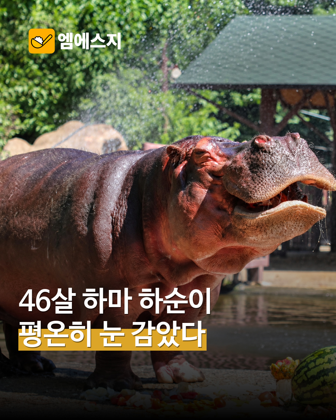서울대공원 하마 하순이, 46세로 떠나…오랜 시간 함께한 동물에 추모 표지