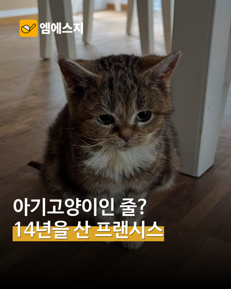 14년을 산 작은 고양이 프랜시스 표지