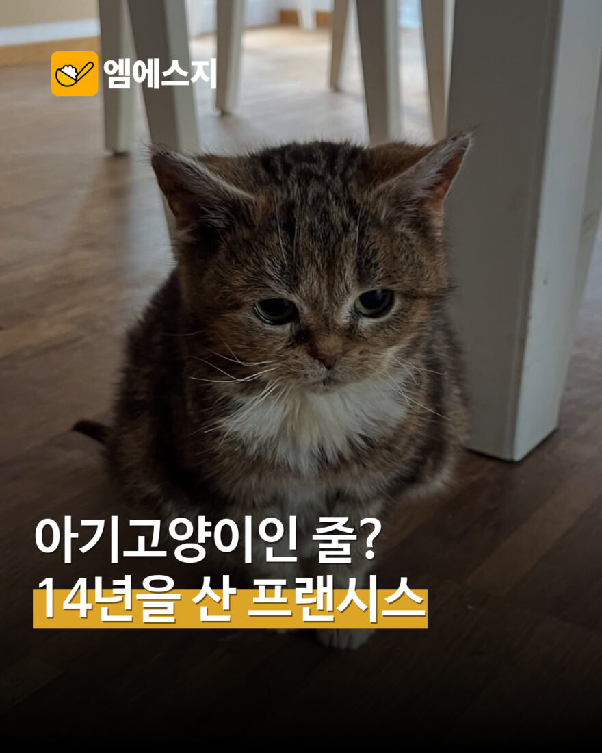 14년을 산 작은 고양이 프랜시스 표지