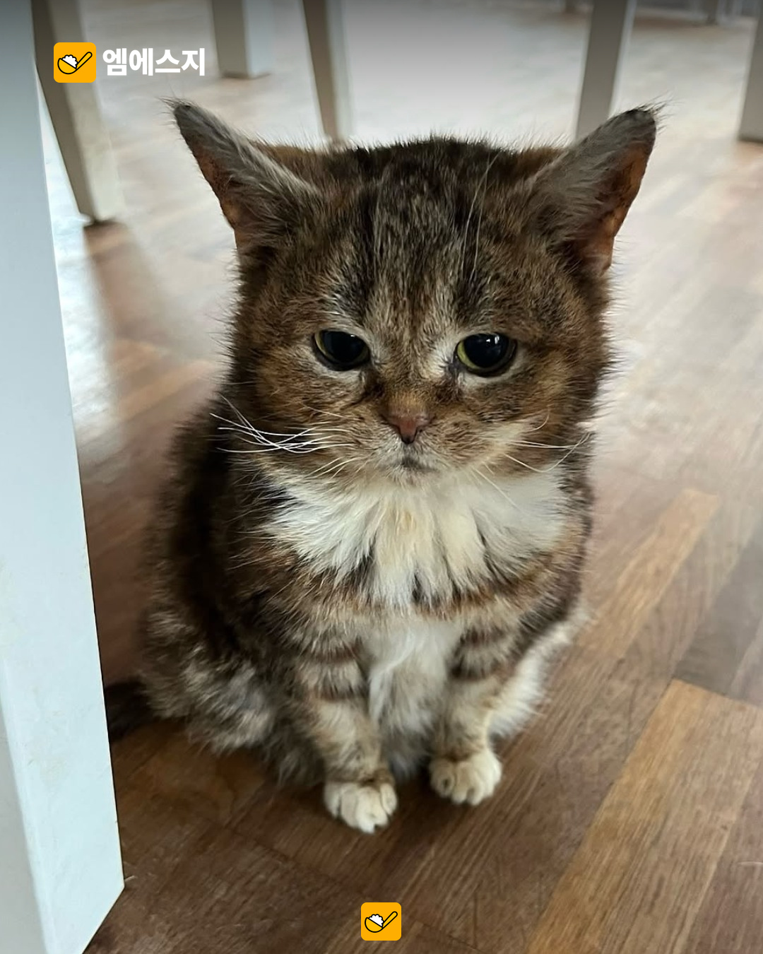 아기고양이인 줄 알았는데 14년…작은 고양이 프랜시스의 생전 사진 재조명 2 14년을 산 작은 고양이 프랜시스 본문 사진 1
