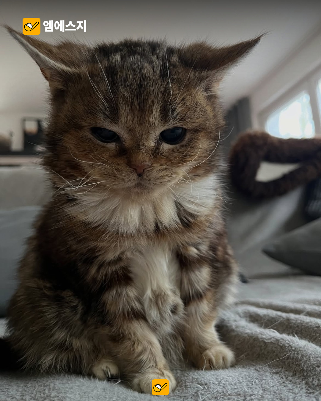아기고양이인 줄 알았는데 14년…작은 고양이 프랜시스의 생전 사진 재조명 3 14년을 산 작은 고양이 프랜시스 본문 사진 2
