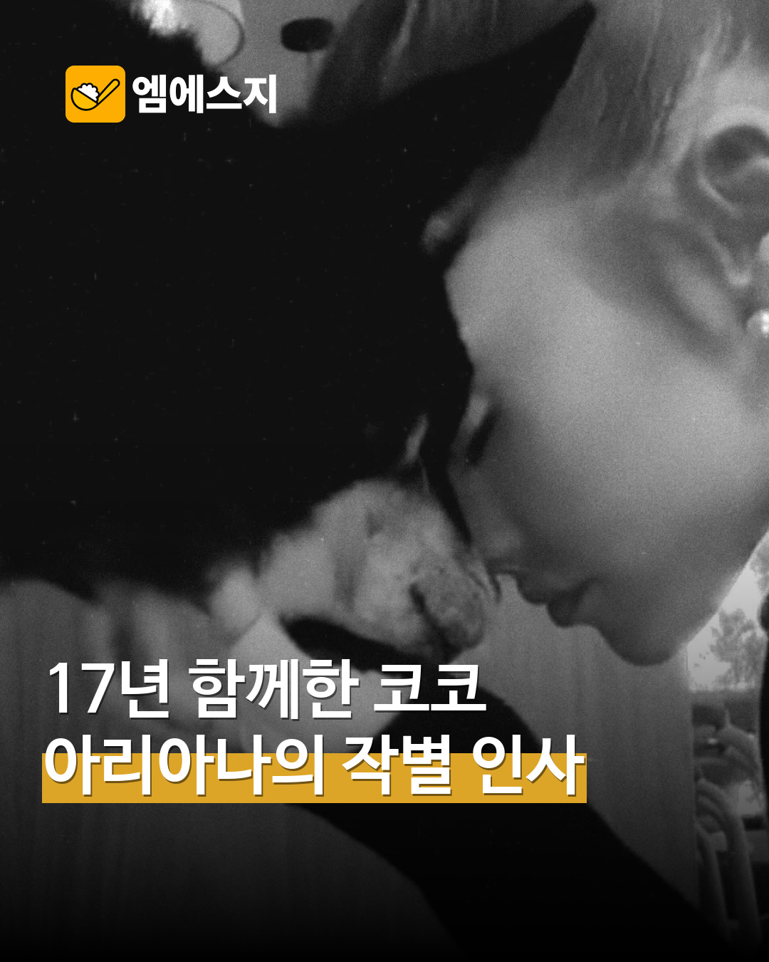 아리아나 그란데 반려견 코코 추모 MSG뉴스 표지